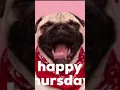 Dog gifs clips happy Thursday