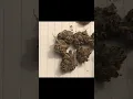 Gas Gods Houston Dispo