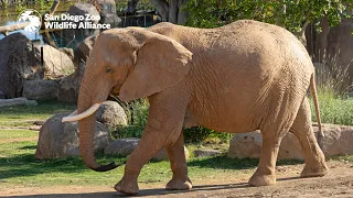 Meet the Herd: Umngani | San Diego Zoo Safari Park