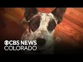 Pet owner warns others about fine print in Banfield wellness plan after dog s death