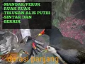 Download Lagu Kombinasi Suara Burung Sawah Tikusan Mandar Ruak Sintar