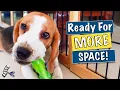 Playpen Training A Puppy is it the Right Time