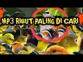 Lagu Suara pikat semua jenis burcil mp3 ribut paling di cari