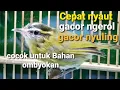Download Lagu SATU JAM MASTERAN  - Suara NGEROL NYULING CIKRAK DAUN / PARE - PARE GACOR - Pancingan Ampuh