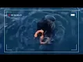 Download Lagu Tazz Talks - Sea Otter Toy Battle (Tufino)