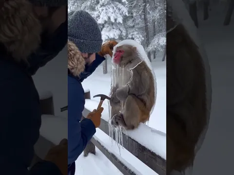 this guy saved a monkey