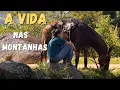 Download Lagu A LIDA NA ROÇA - TEMPERATURA DESPENCOU - COLHEITA DE ABÓBORA