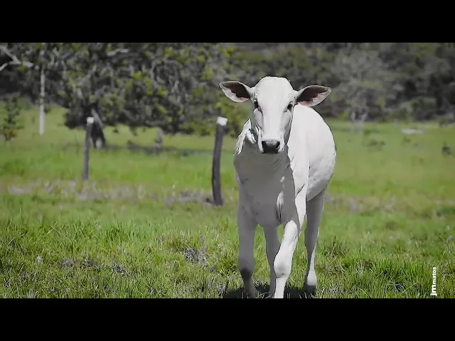 Novilha Nelore CLTN - 238