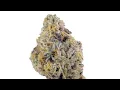 Wedding Cake Strain Review from Rooted Cannabis