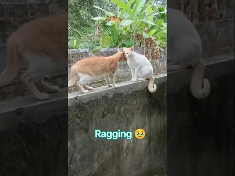 ragging