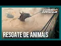 Download Lagu Voluntários lutam para resgatar animais em meio às inundações no Rio Grande do Sul