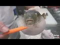 Eugh fish