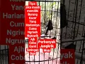 Download Lagu cara agar burung Kacer cepat gacor #shortvideo  #pancingankacer  #shortsfeed