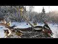 Lagu 🔴 Forest Bird Feeder | Relaxing Nature Sounds from the Forest [ 2026/1/17 ]