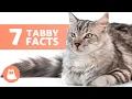 7 FACTS About TABBY CATS Why They Are So Special