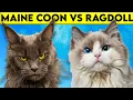 Maine Coon Cat vs Ragdoll Cat - As DIFFERENT As They Can Get