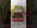 Download Lagu table rose decoration ideas