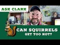 Can squirrels get heat stroke