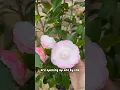 Download Lagu The FOUR Stages of a Camellia Flower bloom 🌸 #camellia #japonica