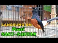 Download Lagu Pancingan murai  batu Anti gagal Pasti langsung ON Saut sautan