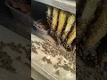 Natural Beehive Full of Honey 🍯 | Incredible Honeycomb Close-Up #honey #honeycomb #honeybee #shorts