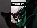 Download Lagu Cat Tasya likes to sit in a bag😻. #tasya . @Funny_a