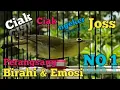 Download Lagu PANCINGAN KECIAL KUNING CIAK NGEKER JOSS | KOMBINASI SUARA PERANGSANG BIRAHI KECIAL CEPAT GACOR