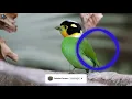 Download Lagu MADI INJAP SUARA BURUNG MADI INJAP LONG TAILED BROADBILL MASTER DURASI PANJANG