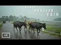 Lagu Walking in Heavy Rain in paddy fields | Relaxing Kerala Monsoon rain sounds for sleep and meditation