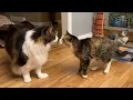 Download Lagu Luna Kisses Miss Muffy and Leaves Me Breathless 😲 Cat Family Antics