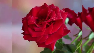 الواقعة والمططففين والقدر الشيخ محمود حسنين الكلحي 