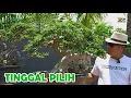 Download Lagu ALLE BOMEN ZIJN VAN KWALITEIT, PRIJZEN ZIJN NOG STEEDS ONDERHANDELBAAR...