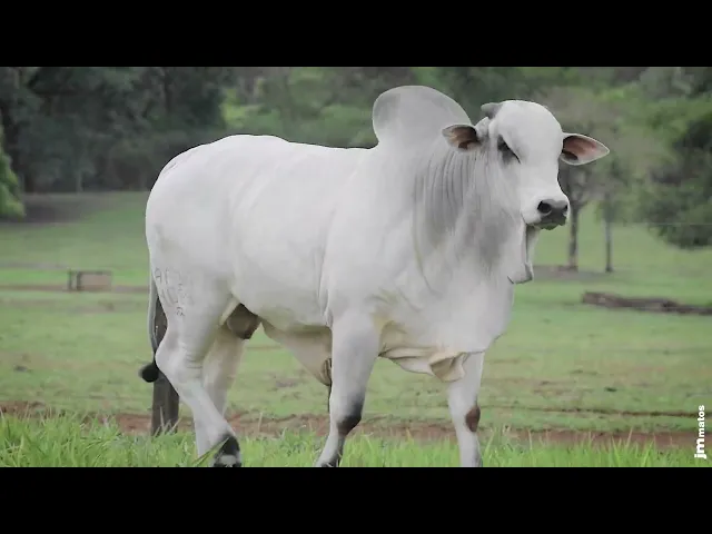 Touro Nelore AFOM - 4665