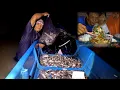 Download Lagu Luar Biasa Hasil Pasang Perangkap Malam ini Bonus Kerapu Besar Langsung Masak sup Kerapu