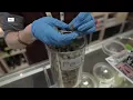 Marijuana shops in Virginia What happens if lawmakers legalize it