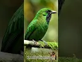 Download Lagu Whispering Leaves \u0026 Birds – Indonesian Forest Ambience | CUCAK IJO BORNEO #relaksasi #birdsounds