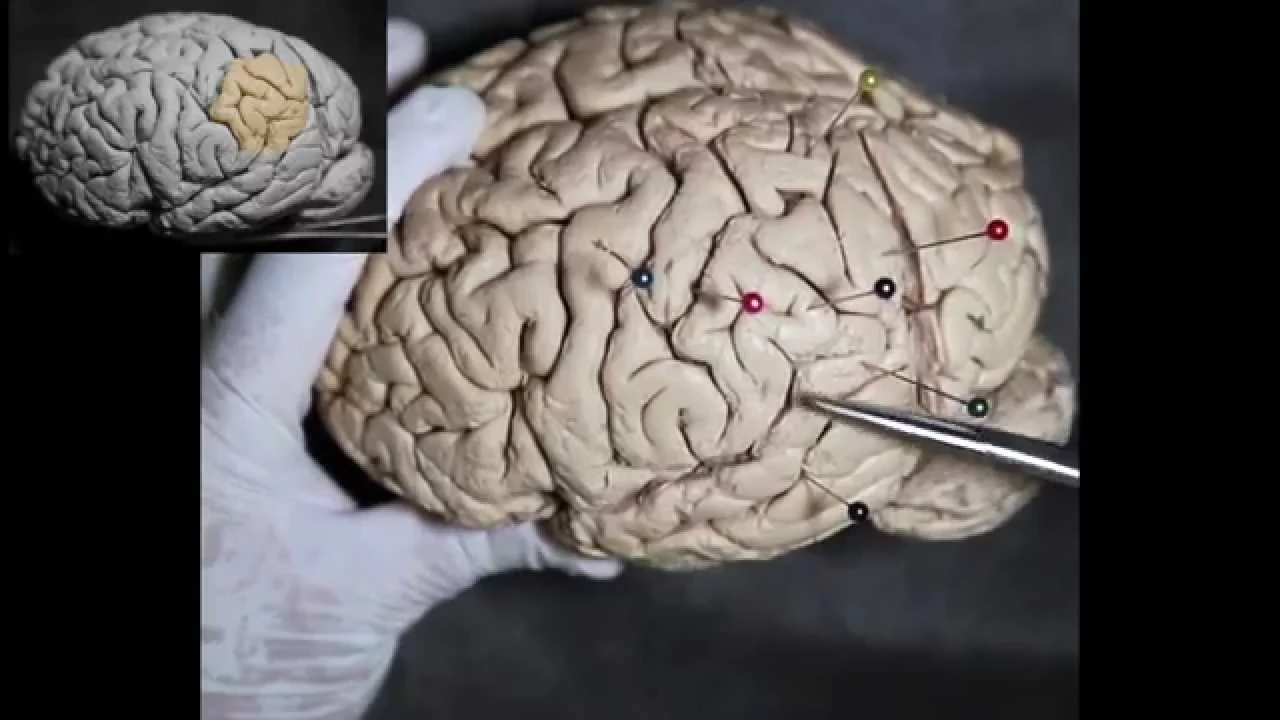 Neuroanatomía - Corteza cerebral #2