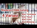 Download Lagu Masteran Ciblek Gunung 4 Variasi Suara
