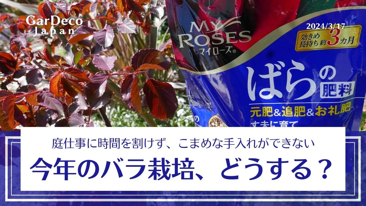 【庭仕事に時間が割けない…】今年のバラ栽培、どうする?【肥料は?鉢の置き場所は?】