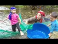 Lagu Single Mom Harvest Giant river fish to Sell at Market - Cooking food for piglets