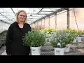 Nepeta Cat s Meow vs Cat s Pajamas Walters Gardens