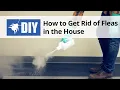 Download Lagu How To Get Rid of Fleas in The House - Indoor Flea Control Treatment