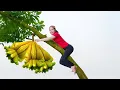 Download Lagu Panen Jeruk Bali Besar-Besaran, Akankah Ludes Terjual di Pasar?