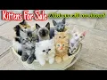 Beautiful Kittens part 2 Persian kittens for sale Cats s Persian cat Cats sale
