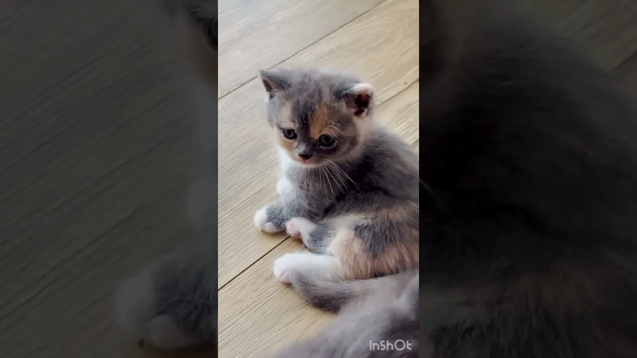 動画