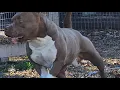 Razors Edge Gotti Line Or Dax