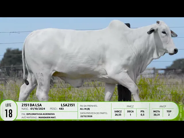 Novilha Nelore LSA - 2151