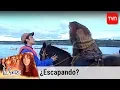 Lagu ¿Escapando? | La fiera - T1E101