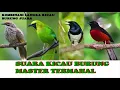 Download Lagu MASTERAN SUARA KOMBINASI SUARA MURAI BATU ,KACER,CUCAK IJO, DAN CUCAK ROWO
