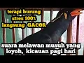 Download Lagu pancingan burung beo 100% ampuh